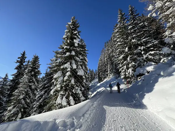 İsviçre 'nin Grisons Kantonu (Kanton Graubuenden, Schweiz) adlı İsviçre Alpleri' ndeki Davos tatil beldesinde yürüyüş, yürüyüş, yürüyüş, spor ve dinlenme için mükemmel düzenlenmiş kış patikaları.)