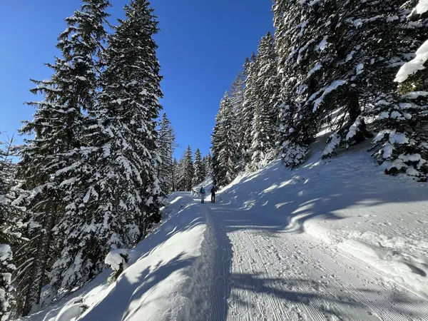 İsviçre 'nin Grisons Kantonu (Kanton Graubuenden, Schweiz) adlı İsviçre Alpleri' ndeki Davos tatil beldesinde yürüyüş, yürüyüş, yürüyüş, spor ve dinlenme için mükemmel düzenlenmiş kış patikaları.)