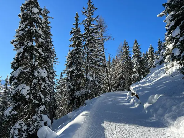 İsviçre 'nin Grisons Kantonu (Kanton Graubuenden, Schweiz) adlı İsviçre Alpleri' ndeki Davos tatil beldesinde yürüyüş, yürüyüş, yürüyüş, spor ve dinlenme için mükemmel düzenlenmiş kış patikaları.)