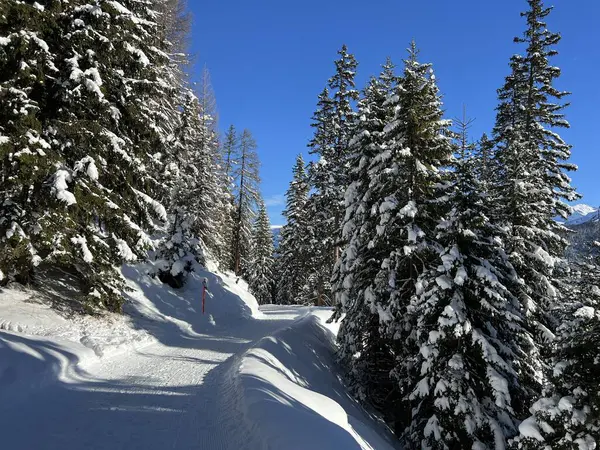 İsviçre 'nin Grisons Kantonu (Kanton Graubuenden, Schweiz) adlı İsviçre Alpleri' ndeki Davos tatil beldesinde yürüyüş, yürüyüş, yürüyüş, spor ve dinlenme için mükemmel düzenlenmiş kış patikaları.)
