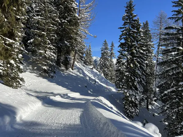 İsviçre 'nin Grisons Kantonu (Kanton Graubuenden, Schweiz) adlı İsviçre Alpleri' ndeki Davos tatil beldesinde yürüyüş, yürüyüş, yürüyüş, spor ve dinlenme için mükemmel düzenlenmiş kış patikaları.)