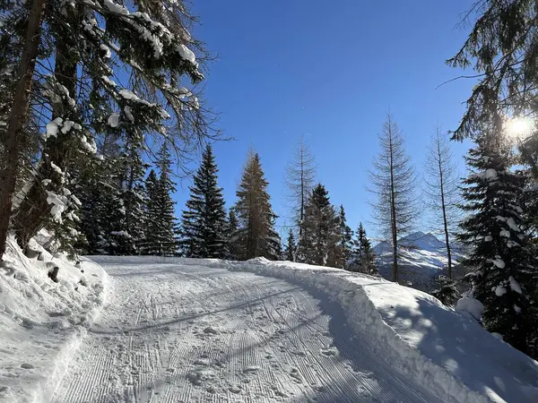 İsviçre 'nin Grisons Kantonu (Kanton Graubuenden, Schweiz) adlı İsviçre Alpleri' ndeki Davos tatil beldesinde yürüyüş, yürüyüş, yürüyüş, spor ve dinlenme için mükemmel düzenlenmiş kış patikaları.)