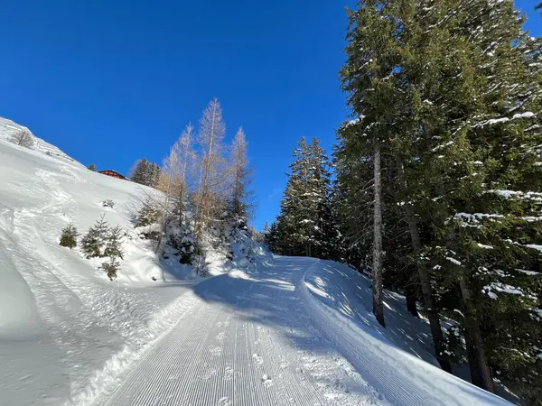 İsviçre 'nin Grisons Kantonu (Kanton Graubuenden, Schweiz) adlı İsviçre Alpleri' ndeki Davos tatil beldesinde yürüyüş, yürüyüş, yürüyüş, spor ve dinlenme için mükemmel düzenlenmiş kış patikaları.)