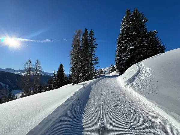 İsviçre 'nin Grisons Kantonu (Kanton Graubuenden, Schweiz) adlı İsviçre Alpleri' ndeki Davos tatil beldesinde yürüyüş, yürüyüş, yürüyüş, spor ve dinlenme için mükemmel düzenlenmiş kış patikaları.)