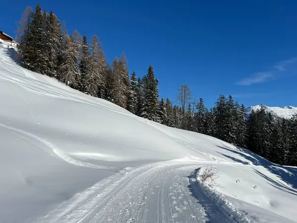 İsviçre 'nin Grisons Kantonu (Kanton Graubuenden, Schweiz) adlı İsviçre Alpleri' ndeki Davos tatil beldesinde yürüyüş, yürüyüş, yürüyüş, spor ve dinlenme için mükemmel düzenlenmiş kış patikaları.)