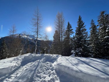 İsviçre Alplerinde tipik bir kış atmosferindeki alp ağaçlarının resimli gölgeleri ve İsviçre 'nin Grison Kantonu (Kanton Graubuenden, Schweiz)
