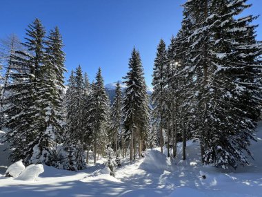 İsviçre Alplerinde tipik bir kış atmosferindeki alp ağaçlarının resimli gölgeleri ve İsviçre 'nin Grison Kantonu (Kanton Graubuenden, Schweiz)