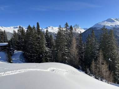 İsviçre Alplerinde tipik bir kış atmosferindeki alp ağaçlarının resimli gölgeleri ve İsviçre 'nin Grison Kantonu (Kanton Graubuenden, Schweiz)