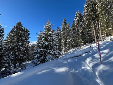 İsviçre Alplerinde tipik bir kış atmosferindeki alp ağaçlarının resimli gölgeleri ve İsviçre 'nin Grison Kantonu (Kanton Graubuenden, Schweiz)