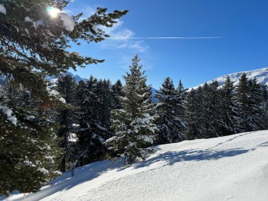 İsviçre Alplerinde tipik bir kış atmosferindeki alp ağaçlarının resimli gölgeleri ve İsviçre 'nin Grison Kantonu (Kanton Graubuenden, Schweiz)