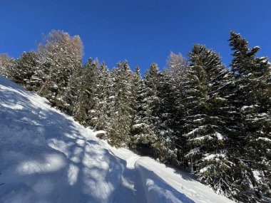 İsviçre Alplerinde tipik bir kış atmosferindeki alp ağaçlarının resimli gölgeleri ve İsviçre 'nin Grison Kantonu (Kanton Graubuenden, Schweiz)