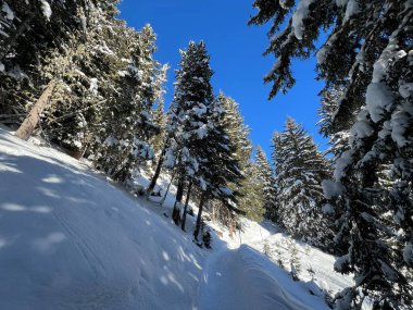 İsviçre Alplerinde tipik bir kış atmosferindeki alp ağaçlarının resimli gölgeleri ve İsviçre 'nin Grison Kantonu (Kanton Graubuenden, Schweiz)