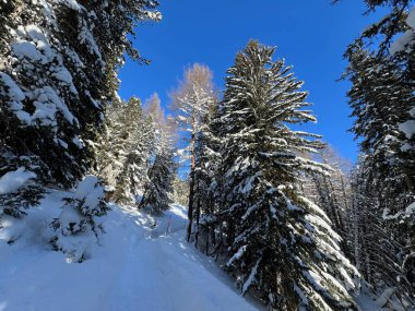 İsviçre Alplerinde tipik bir kış atmosferindeki alp ağaçlarının resimli gölgeleri ve İsviçre 'nin Grison Kantonu (Kanton Graubuenden, Schweiz)