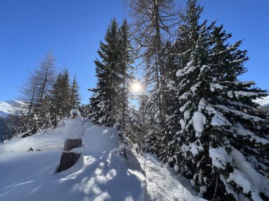 İsviçre Alplerinde tipik bir kış atmosferindeki alp ağaçlarının resimli gölgeleri ve İsviçre 'nin Grison Kantonu (Kanton Graubuenden, Schweiz)