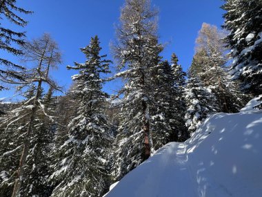 İsviçre Alplerinde tipik bir kış atmosferindeki alp ağaçlarının resimli gölgeleri ve İsviçre 'nin Grison Kantonu (Kanton Graubuenden, Schweiz)