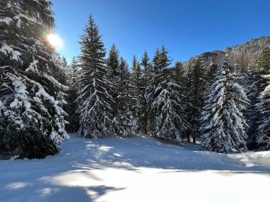 İsviçre Alplerinde tipik bir kış atmosferindeki alp ağaçlarının resimli gölgeleri ve İsviçre 'nin Grison Kantonu (Kanton Graubuenden, Schweiz)