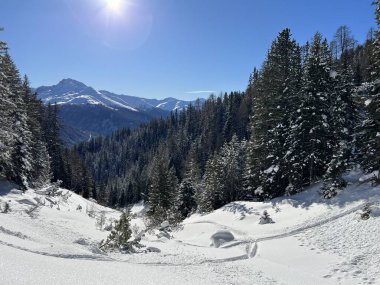 İsviçre Alplerinde tipik bir kış atmosferindeki alp ağaçlarının resimli gölgeleri ve İsviçre 'nin Grison Kantonu (Kanton Graubuenden, Schweiz)