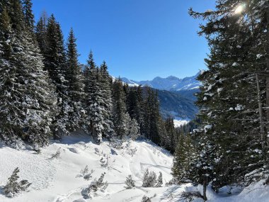 İsviçre Alplerinde tipik bir kış atmosferindeki alp ağaçlarının resimli gölgeleri ve İsviçre 'nin Grison Kantonu (Kanton Graubuenden, Schweiz)