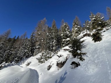 İsviçre Alplerinde tipik bir kış atmosferindeki alp ağaçlarının resimli gölgeleri ve İsviçre 'nin Grison Kantonu (Kanton Graubuenden, Schweiz)