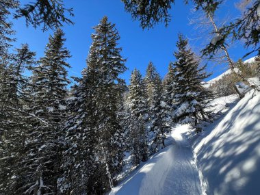 İsviçre Alplerinde tipik bir kış atmosferindeki alp ağaçlarının resimli gölgeleri ve İsviçre 'nin Grison Kantonu (Kanton Graubuenden, Schweiz)