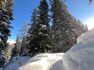 İsviçre Alplerinde tipik bir kış atmosferindeki alp ağaçlarının resimli gölgeleri ve İsviçre 'nin Grison Kantonu (Kanton Graubuenden, Schweiz)