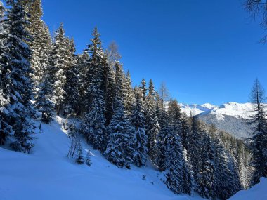 İsviçre Alplerinde tipik bir kış atmosferindeki alp ağaçlarının resimli gölgeleri ve İsviçre 'nin Grison Kantonu (Kanton Graubuenden, Schweiz)
