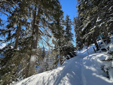 İsviçre Alplerinde tipik bir kış atmosferindeki alp ağaçlarının resimli gölgeleri ve İsviçre 'nin Grison Kantonu (Kanton Graubuenden, Schweiz)