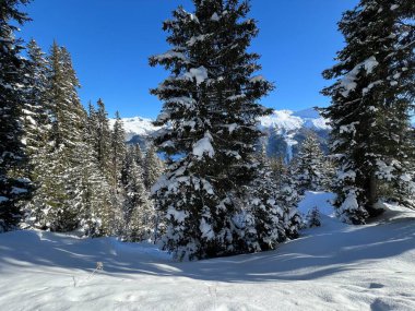 İsviçre Alplerinde tipik bir kış atmosferindeki alp ağaçlarının resimli gölgeleri ve İsviçre 'nin Grison Kantonu (Kanton Graubuenden, Schweiz)