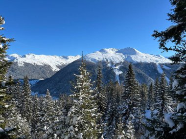 İsviçre Alplerinde tipik bir kış atmosferindeki alp ağaçlarının resimli gölgeleri ve İsviçre 'nin Grison Kantonu (Kanton Graubuenden, Schweiz)