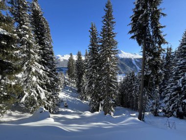 İsviçre Alplerinde tipik bir kış atmosferindeki alp ağaçlarının resimli gölgeleri ve İsviçre 'nin Grison Kantonu (Kanton Graubuenden, Schweiz)
