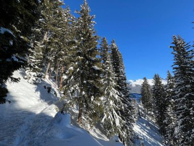 İsviçre Alplerinde tipik bir kış atmosferindeki alp ağaçlarının resimli gölgeleri ve İsviçre 'nin Grison Kantonu (Kanton Graubuenden, Schweiz)