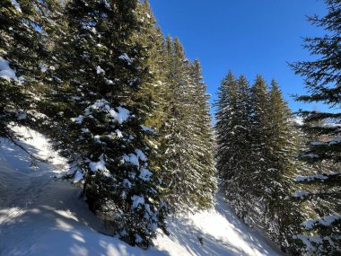 İsviçre Alplerinde tipik bir kış atmosferindeki alp ağaçlarının resimli gölgeleri ve İsviçre 'nin Grison Kantonu (Kanton Graubuenden, Schweiz)