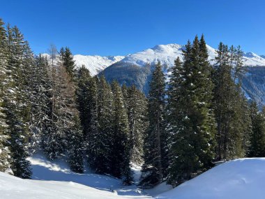 İsviçre Alplerinde tipik bir kış atmosferindeki alp ağaçlarının resimli gölgeleri ve İsviçre 'nin Grison Kantonu (Kanton Graubuenden, Schweiz)