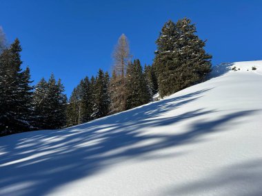 İsviçre Alplerinde tipik bir kış atmosferindeki alp ağaçlarının resimli gölgeleri ve İsviçre 'nin Grison Kantonu (Kanton Graubuenden, Schweiz)