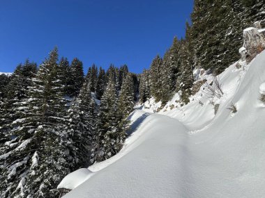 İsviçre Alplerinde tipik bir kış atmosferindeki alp ağaçlarının resimli gölgeleri ve İsviçre 'nin Grison Kantonu (Kanton Graubuenden, Schweiz)