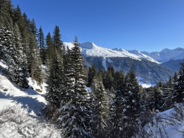 İsviçre Alplerinde tipik bir kış atmosferindeki alp ağaçlarının resimli gölgeleri ve İsviçre 'nin Grison Kantonu (Kanton Graubuenden, Schweiz)