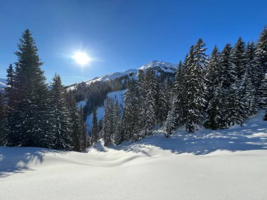 İsviçre Alplerinde tipik bir kış atmosferindeki alp ağaçlarının resimli gölgeleri ve İsviçre 'nin Grison Kantonu (Kanton Graubuenden, Schweiz)