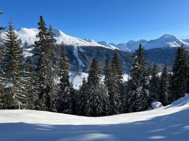 İsviçre Alplerinde tipik bir kış atmosferindeki alp ağaçlarının resimli gölgeleri ve İsviçre 'nin Grison Kantonu (Kanton Graubuenden, Schweiz)