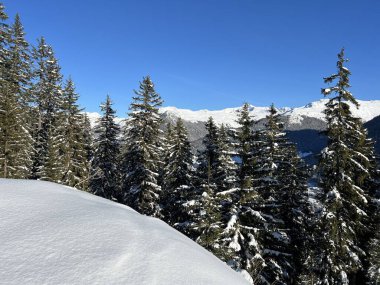 İsviçre Alplerinde tipik bir kış atmosferindeki alp ağaçlarının resimli gölgeleri ve İsviçre 'nin Grison Kantonu (Kanton Graubuenden, Schweiz)