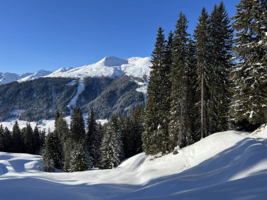 İsviçre Alplerinde tipik bir kış atmosferindeki alp ağaçlarının resimli gölgeleri ve İsviçre 'nin Grison Kantonu (Kanton Graubuenden, Schweiz)
