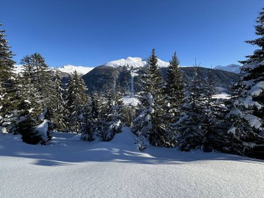 İsviçre Alplerinde tipik bir kış atmosferindeki alp ağaçlarının resimli gölgeleri ve İsviçre 'nin Grison Kantonu (Kanton Graubuenden, Schweiz)