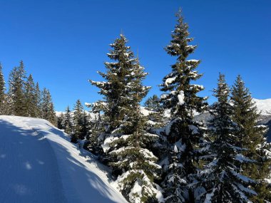 İsviçre Alplerinde tipik bir kış atmosferindeki alp ağaçlarının resimli gölgeleri ve İsviçre 'nin Grison Kantonu (Kanton Graubuenden, Schweiz)