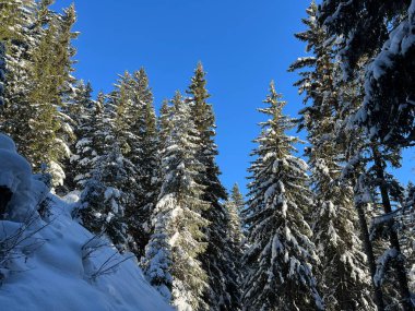 İsviçre Alplerinde tipik bir kış atmosferindeki alp ağaçlarının resimli gölgeleri ve İsviçre 'nin Grison Kantonu (Kanton Graubuenden, Schweiz)