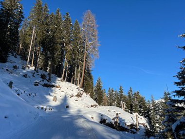 İsviçre Alplerinde tipik bir kış atmosferindeki alp ağaçlarının resimli gölgeleri ve İsviçre 'nin Grison Kantonu (Kanton Graubuenden, Schweiz)