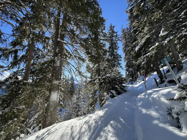 İsviçre Alplerinde tipik bir kış atmosferindeki alp ağaçlarının resimli gölgeleri ve İsviçre 'nin Grison Kantonu (Kanton Graubuenden, Schweiz)