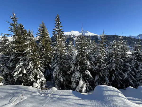 İsviçre Alplerinde tipik bir kış atmosferindeki alp ağaçlarının resimli gölgeleri ve İsviçre 'nin Grison Kantonu (Kanton Graubuenden, Schweiz)