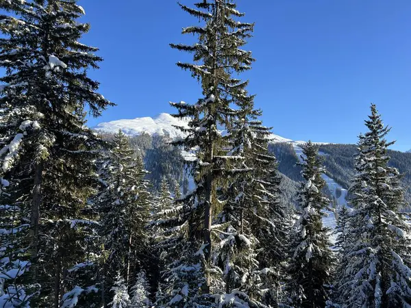 İsviçre Alplerinde tipik bir kış atmosferindeki alp ağaçlarının resimli gölgeleri ve İsviçre 'nin Grison Kantonu (Kanton Graubuenden, Schweiz)