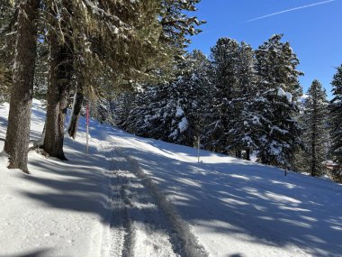 İsviçre 'nin Grisons Kantonu (Kanton Graubuenden, Schweiz) adlı İsviçre Alpleri' ndeki Davos tatil beldesinde yürüyüş, yürüyüş, yürüyüş, spor ve dinlenme için mükemmel düzenlenmiş kış patikaları.)