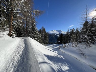 İsviçre 'nin Grisons Kantonu (Kanton Graubuenden, Schweiz) adlı İsviçre Alpleri' ndeki Davos tatil beldesinde yürüyüş, yürüyüş, yürüyüş, spor ve dinlenme için mükemmel düzenlenmiş kış patikaları.)