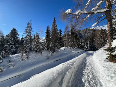 İsviçre 'nin Grisons Kantonu (Kanton Graubuenden, Schweiz) adlı İsviçre Alpleri' ndeki Davos tatil beldesinde yürüyüş, yürüyüş, yürüyüş, spor ve dinlenme için mükemmel düzenlenmiş kış patikaları.)